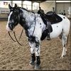 sydneymichelle6